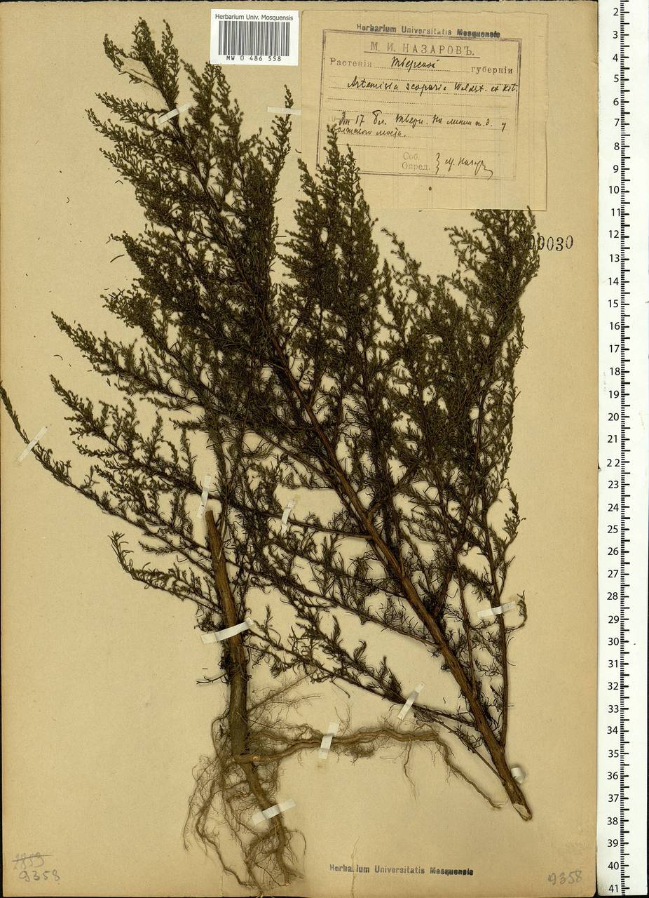Artemisia scoparia Waldst. & Kit., Eastern Europe, North-Western region (E2) (Russia)
