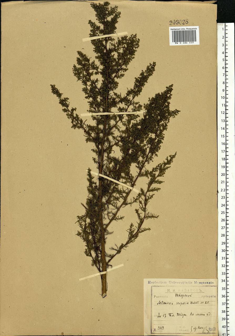 Artemisia scoparia Waldst. & Kit., Eastern Europe, North-Western region (E2) (Russia)