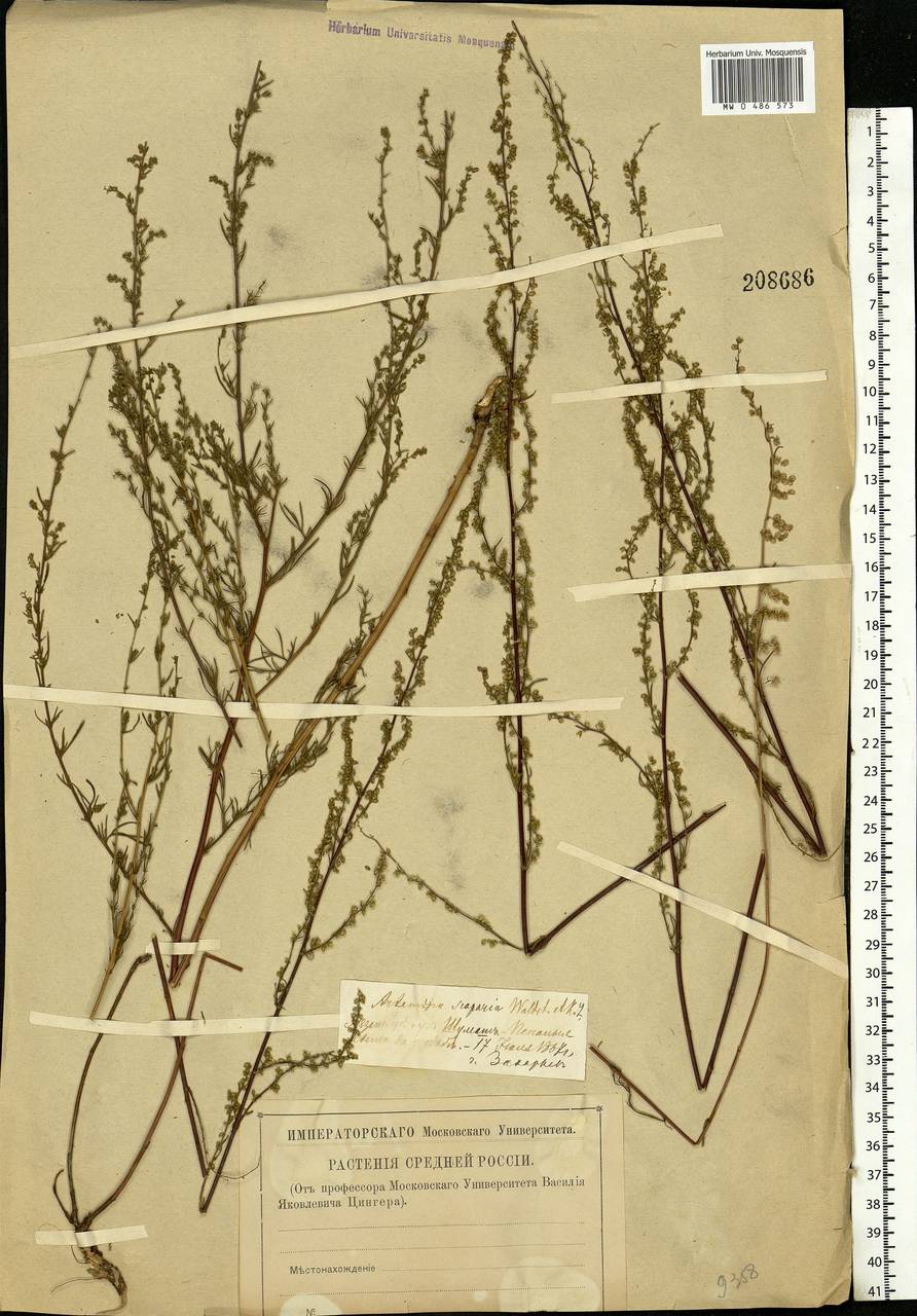 Artemisia scoparia Waldst. & Kit., Eastern Europe, Central region (E4) (Russia)