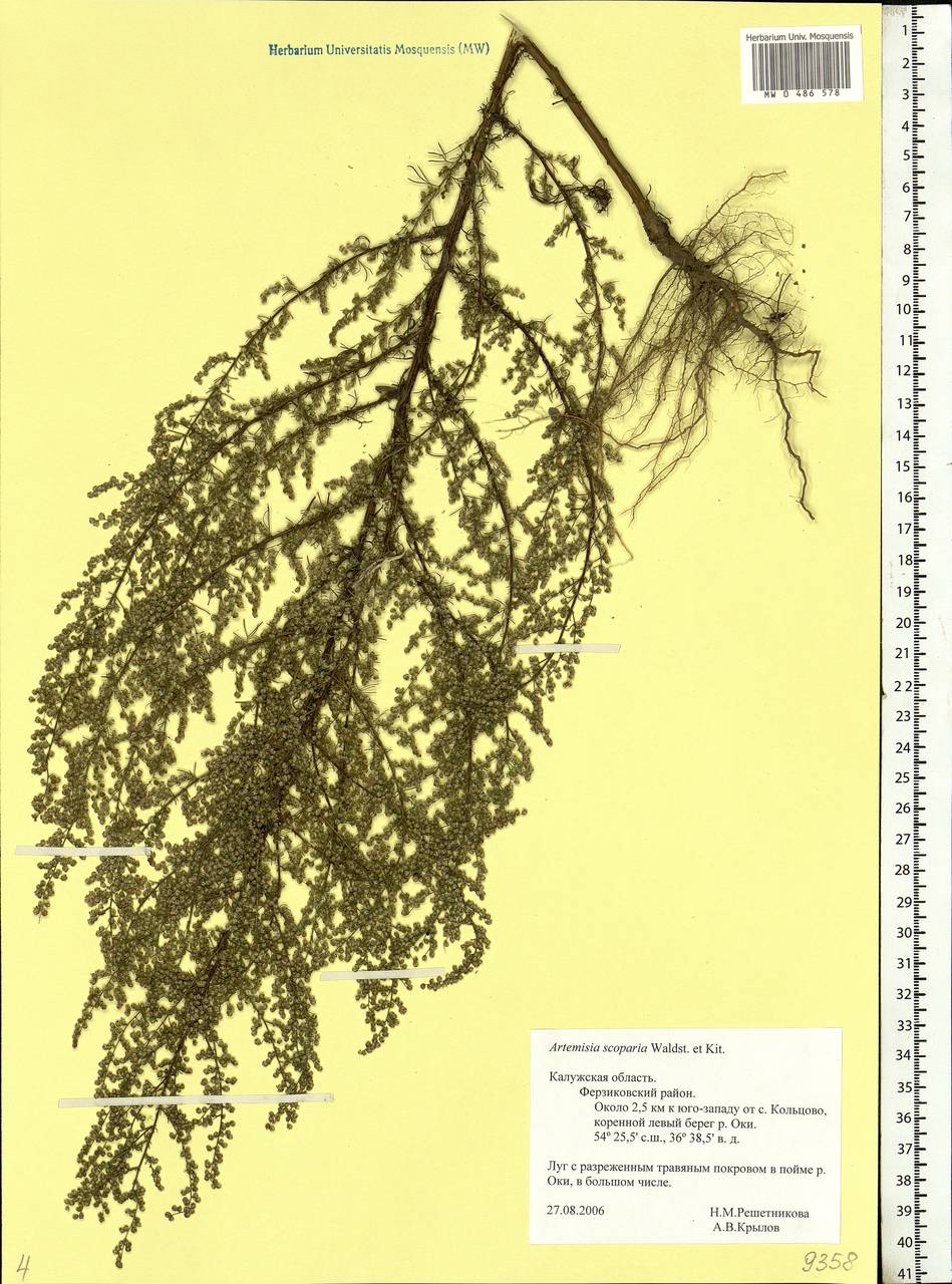 Artemisia scoparia Waldst. & Kit., Eastern Europe, Central region (E4) (Russia)