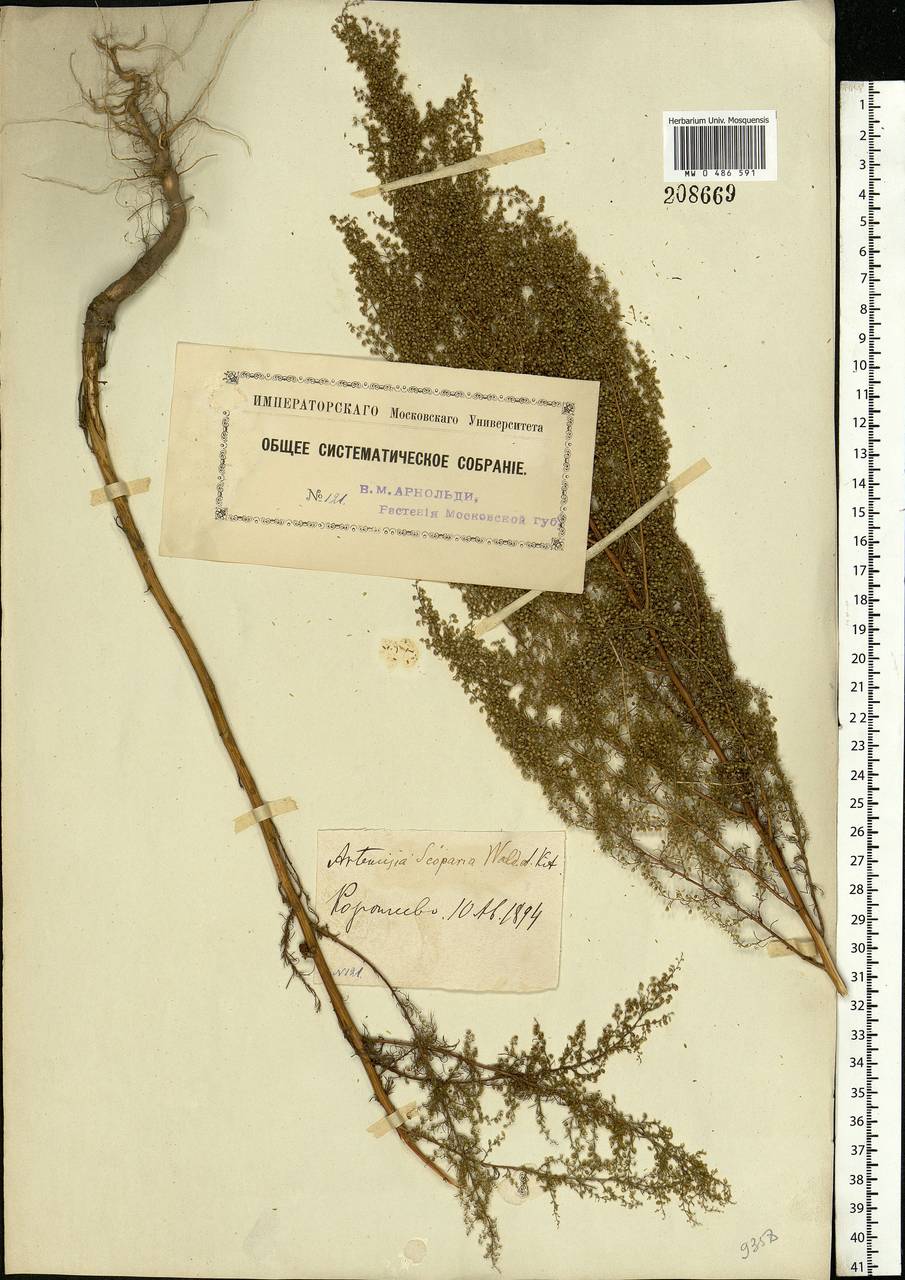 Artemisia scoparia Waldst. & Kit., Eastern Europe, Moscow region (E4a) (Russia)