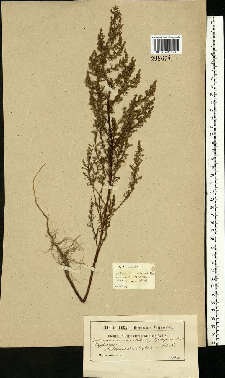 Artemisia scoparia Waldst. & Kit., Eastern Europe, Moscow region (E4a) (Russia)