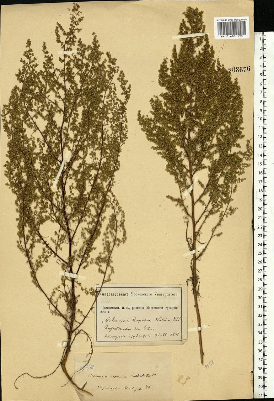 Artemisia scoparia Waldst. & Kit., Eastern Europe, Moscow region (E4a) (Russia)