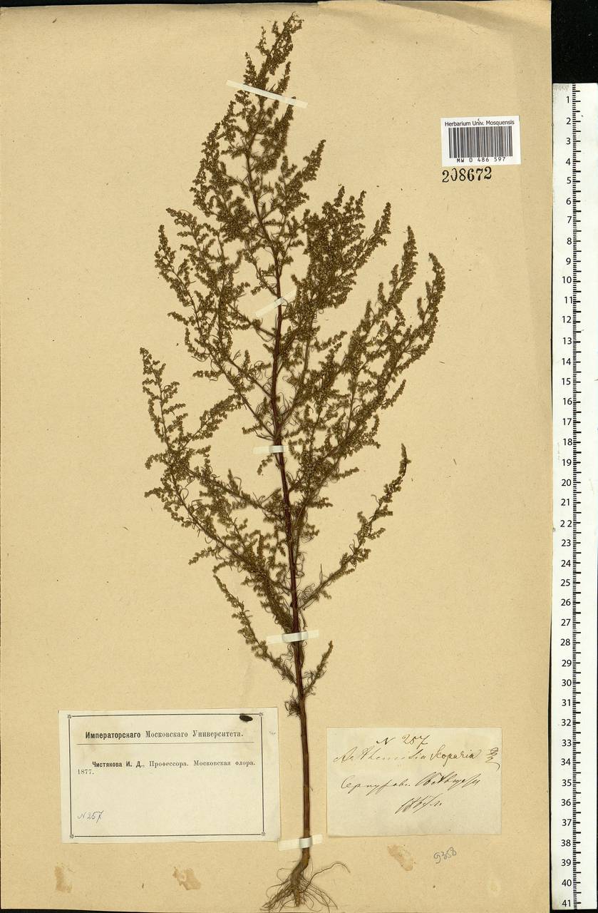 Artemisia scoparia Waldst. & Kit., Eastern Europe, Moscow region (E4a) (Russia)