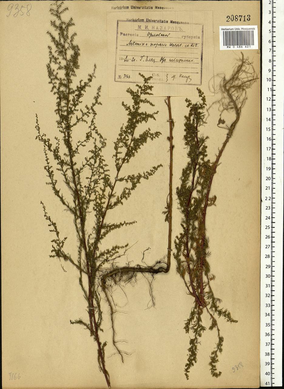 Artemisia scoparia Waldst. & Kit., Eastern Europe, Central forest-and-steppe region (E6) (Russia)