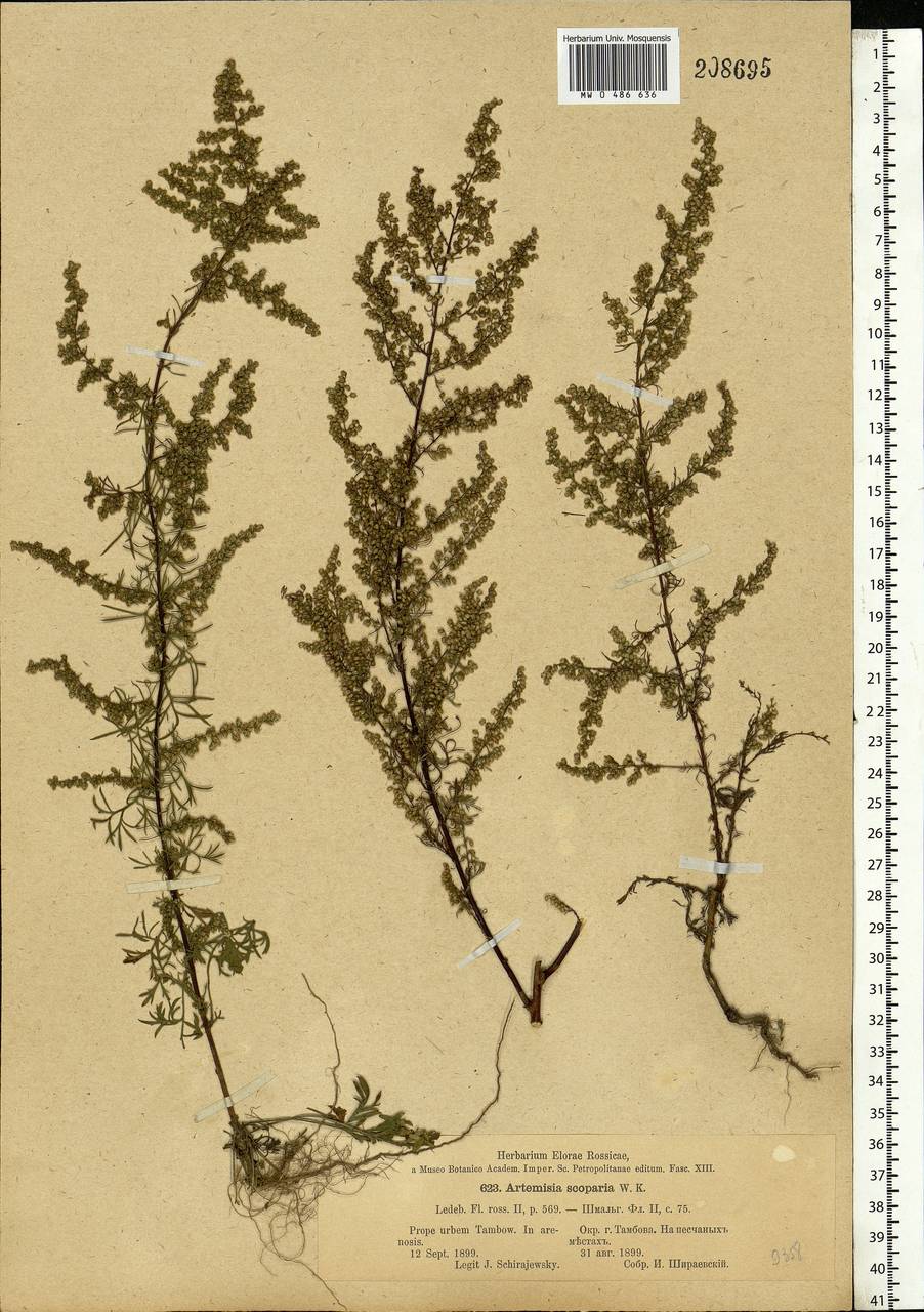 Artemisia scoparia Waldst. & Kit., Eastern Europe, Central forest-and-steppe region (E6) (Russia)