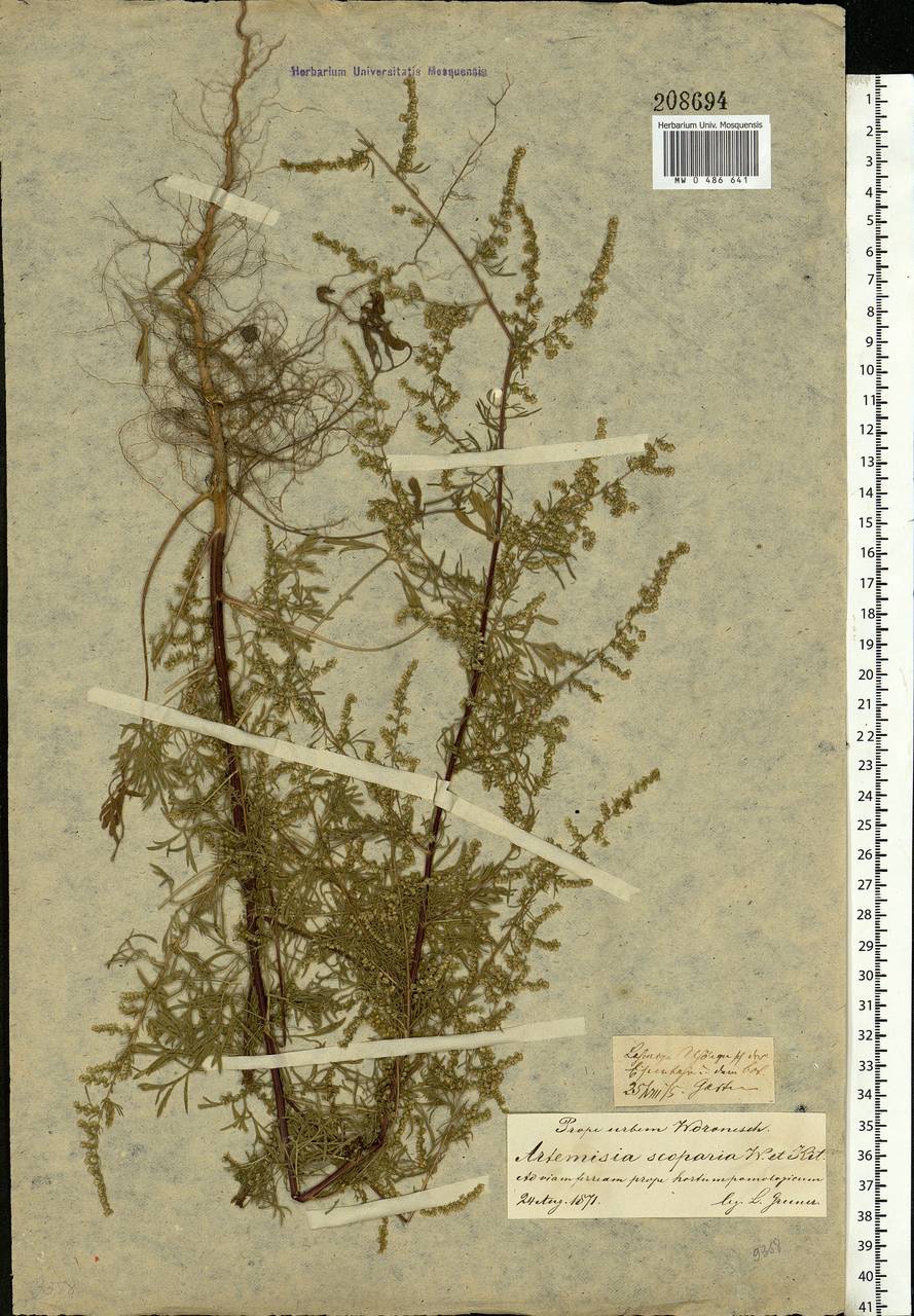 Artemisia scoparia Waldst. & Kit., Eastern Europe, Central forest-and-steppe region (E6) (Russia)