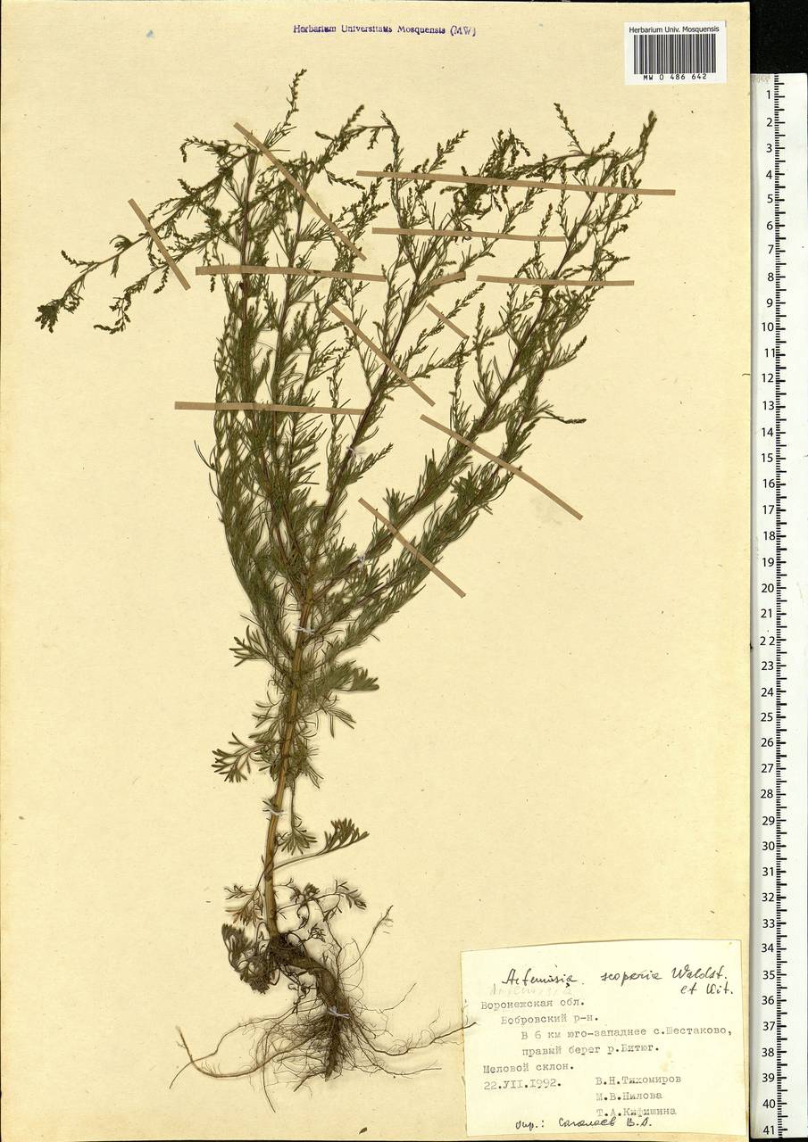 Artemisia scoparia Waldst. & Kit., Eastern Europe, Central forest-and-steppe region (E6) (Russia)