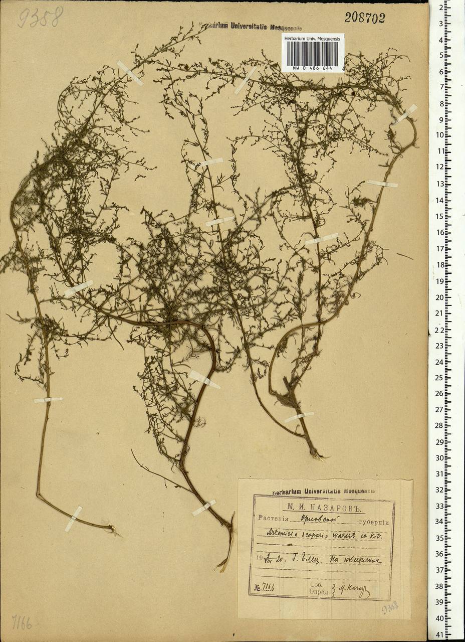 Artemisia scoparia Waldst. & Kit., Eastern Europe, Central forest-and-steppe region (E6) (Russia)