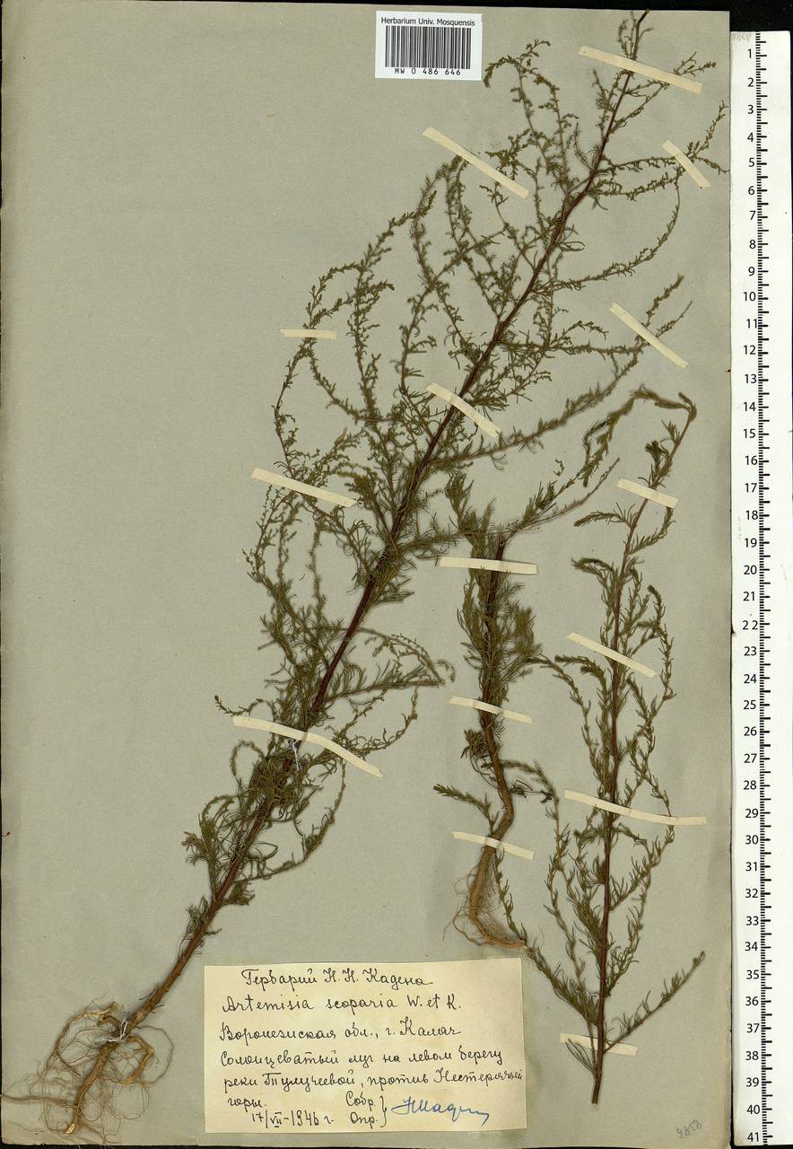 Artemisia scoparia Waldst. & Kit., Eastern Europe, Central forest-and-steppe region (E6) (Russia)