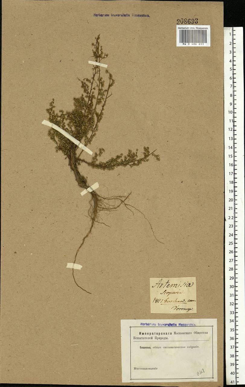 Artemisia scoparia Waldst. & Kit., Eastern Europe, Central forest-and-steppe region (E6) (Russia)