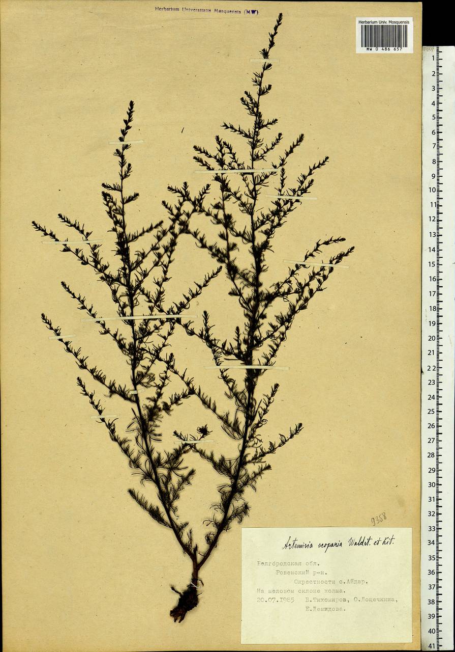 Artemisia scoparia Waldst. & Kit., Eastern Europe, Central forest-and-steppe region (E6) (Russia)