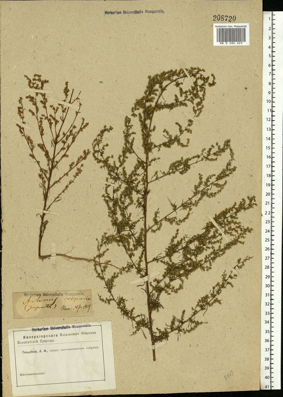 Artemisia scoparia Waldst. & Kit., Eastern Europe, Lower Volga region (E9) (Russia)