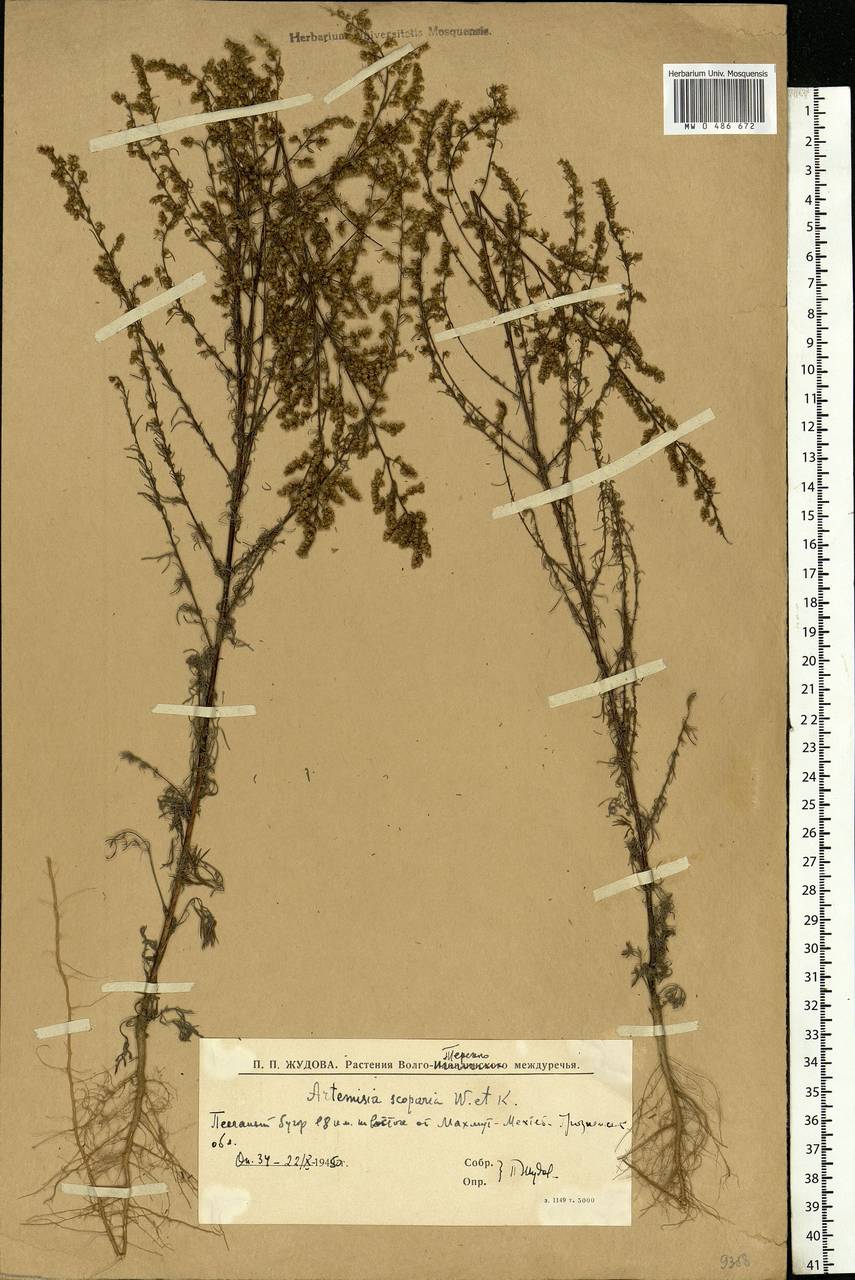 Artemisia scoparia Waldst. & Kit., Caucasus, Dagestan (K2) (Russia)