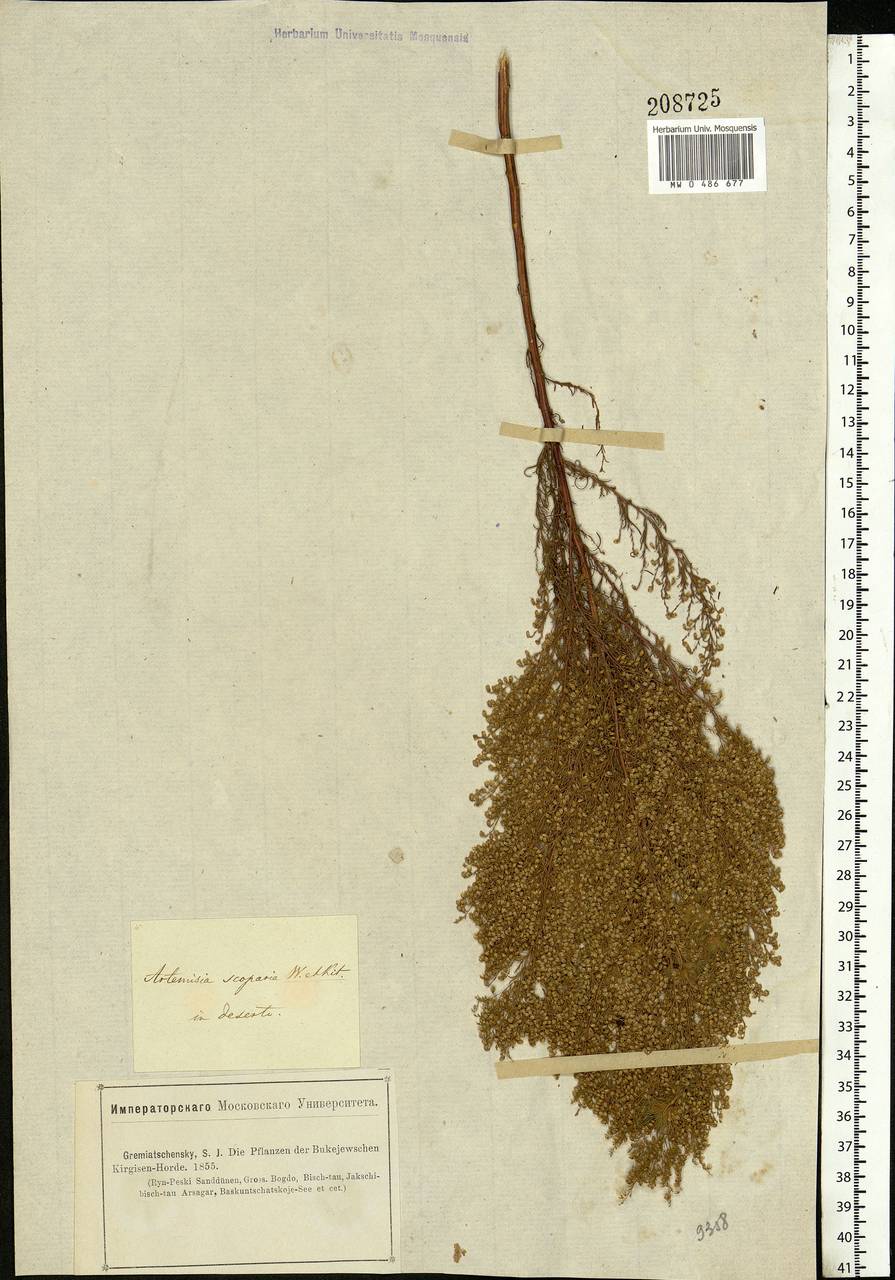 Artemisia scoparia Waldst. & Kit., Eastern Europe, Lower Volga region (E9) (Russia)