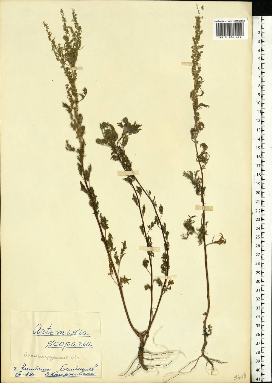 Artemisia scoparia Waldst. & Kit., Eastern Europe, Lower Volga region (E9) (Russia)