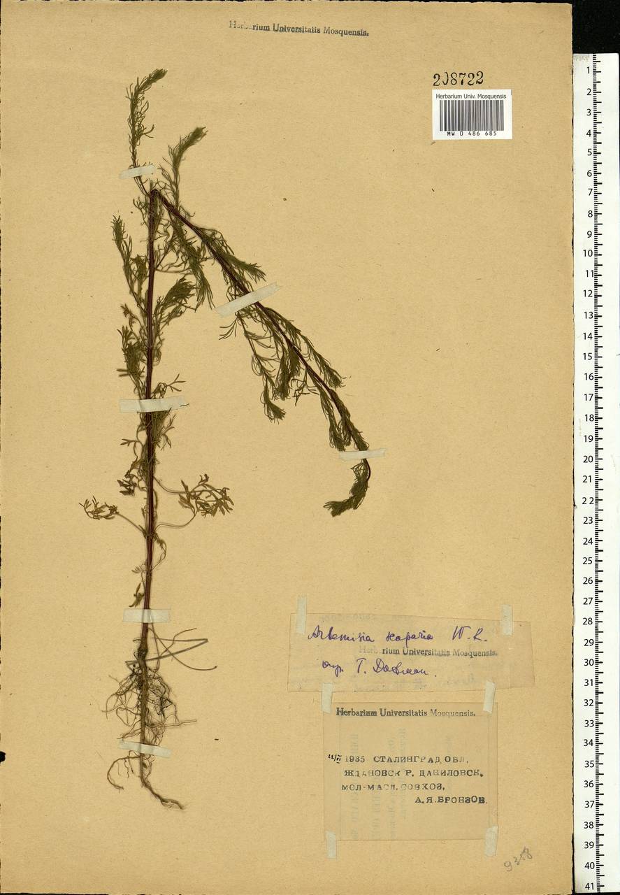 Artemisia scoparia Waldst. & Kit., Eastern Europe, Lower Volga region (E9) (Russia)