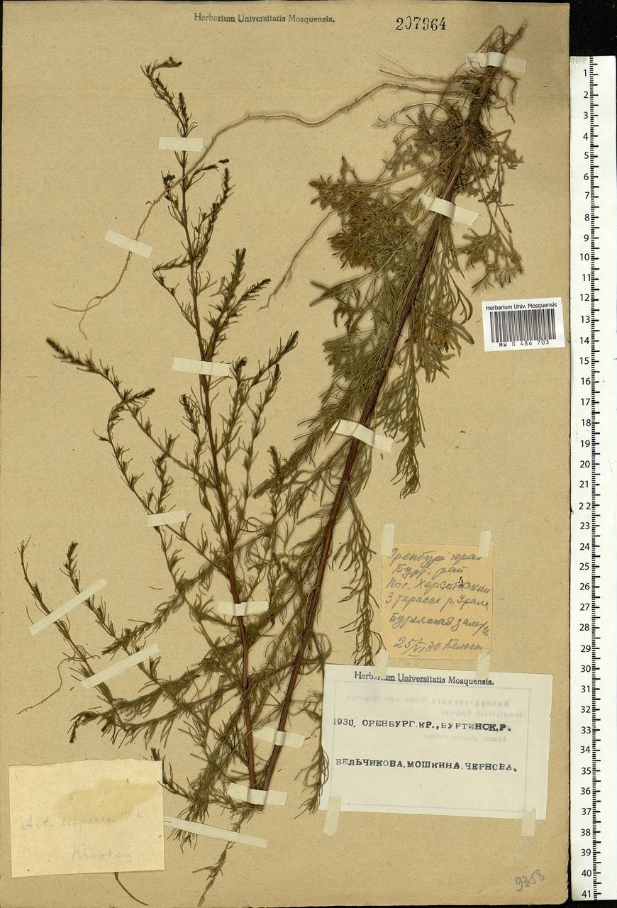 Artemisia scoparia Waldst. & Kit., Eastern Europe, Eastern region (E10) (Russia)