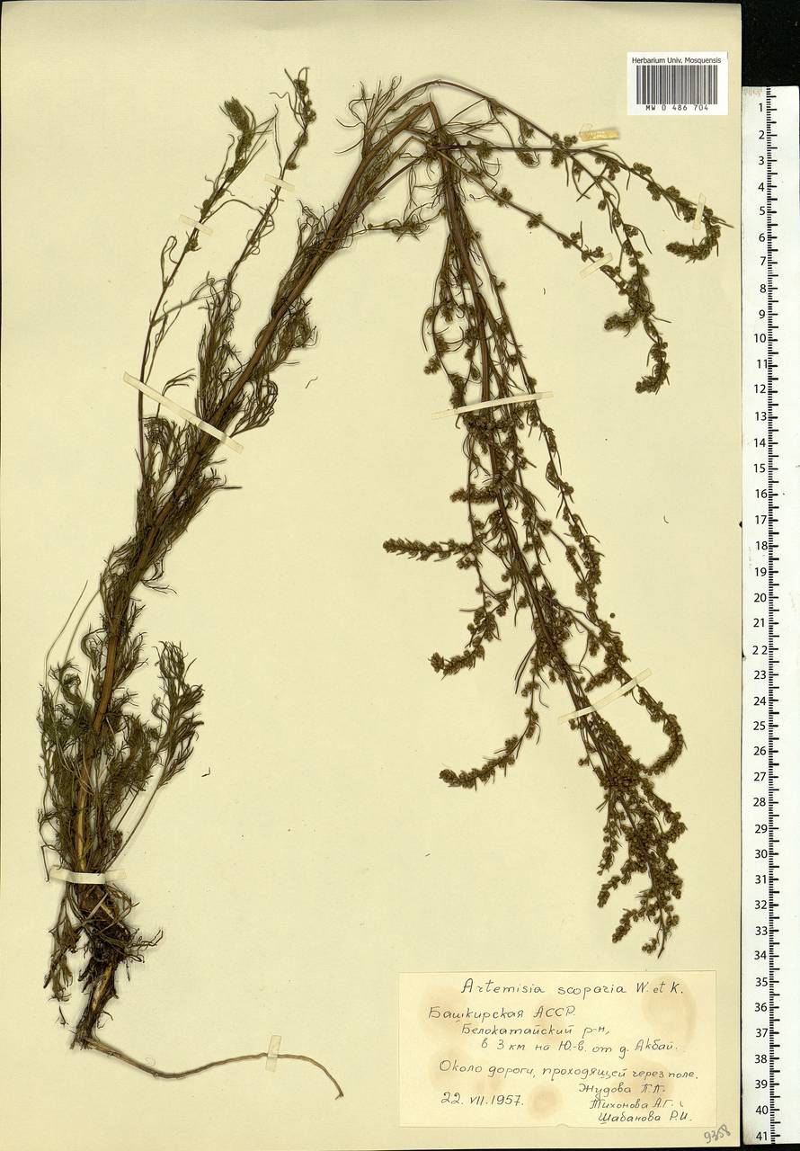 Artemisia scoparia Waldst. & Kit., Eastern Europe, Eastern region (E10) (Russia)