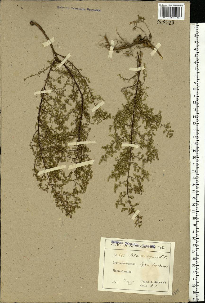 Artemisia scoparia Waldst. & Kit., Eastern Europe, North Ukrainian region (E11) (Ukraine)