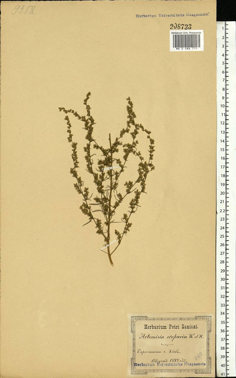 Artemisia scoparia Waldst. & Kit., Eastern Europe, North Ukrainian region (E11) (Ukraine)