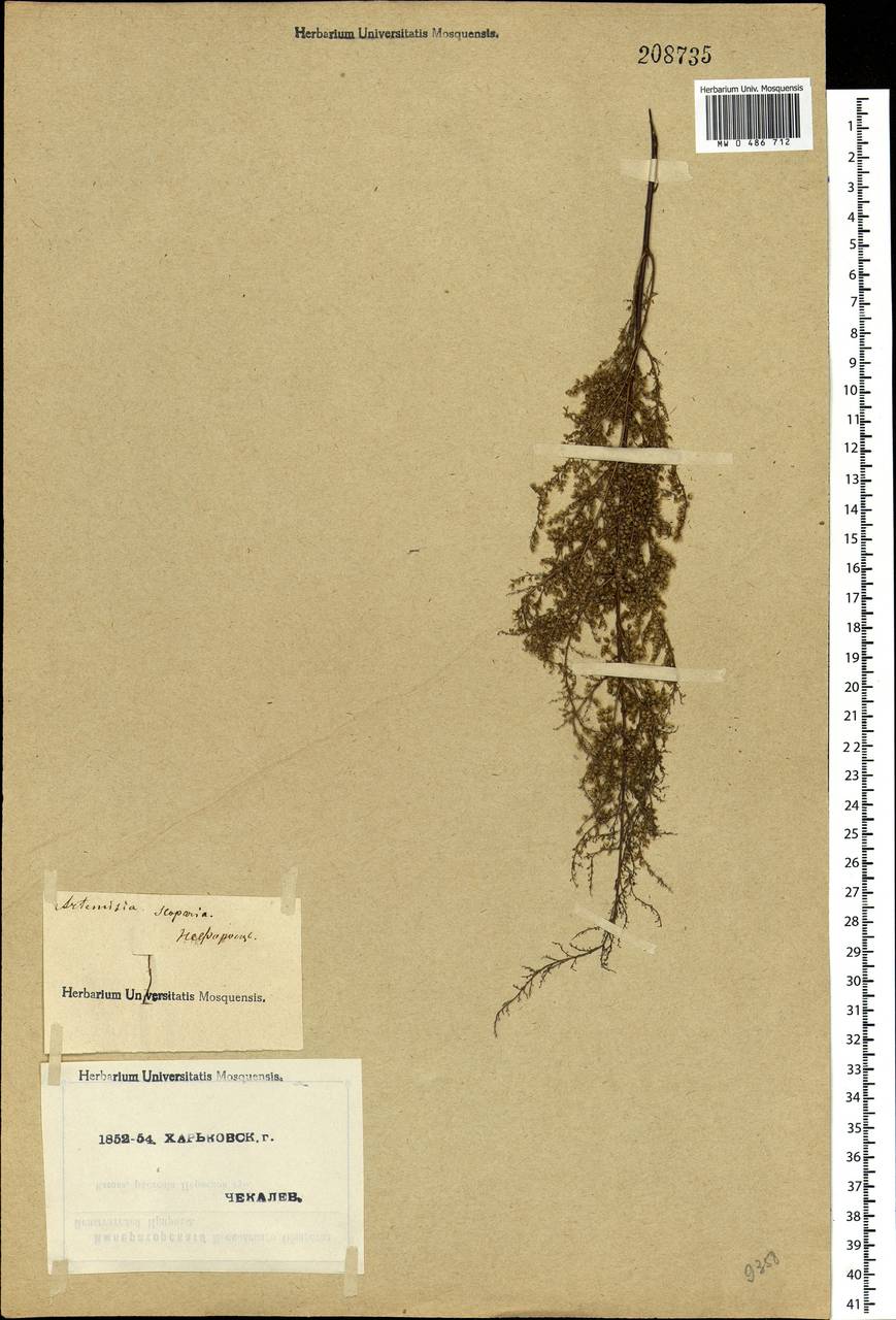 Artemisia scoparia Waldst. & Kit., Eastern Europe, North Ukrainian region (E11) (Ukraine)