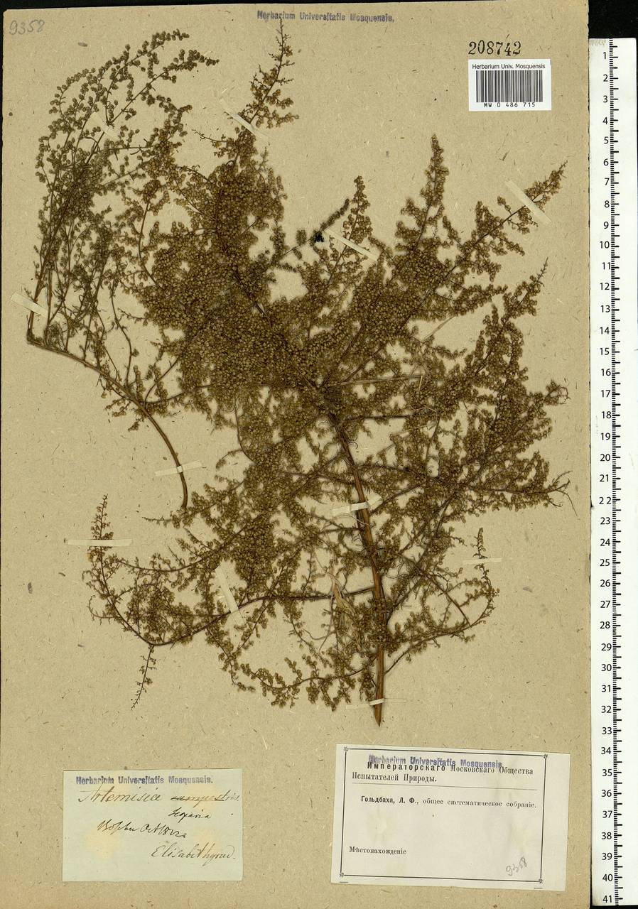 Artemisia scoparia Waldst. & Kit., Eastern Europe, South Ukrainian region (E12) (Ukraine)