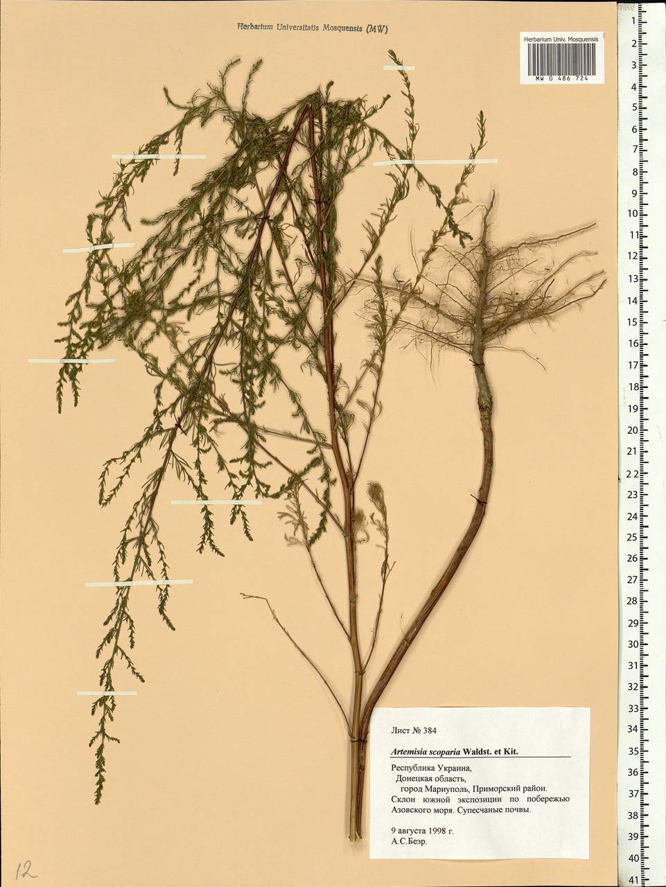 Artemisia scoparia Waldst. & Kit., Eastern Europe, South Ukrainian region (E12) (Ukraine)