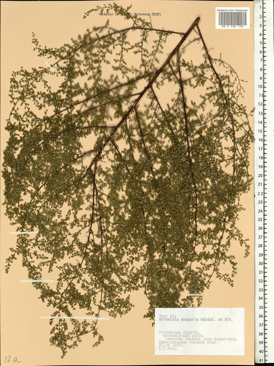 Artemisia scoparia Waldst. & Kit., Eastern Europe, Rostov Oblast (E12a) (Russia)