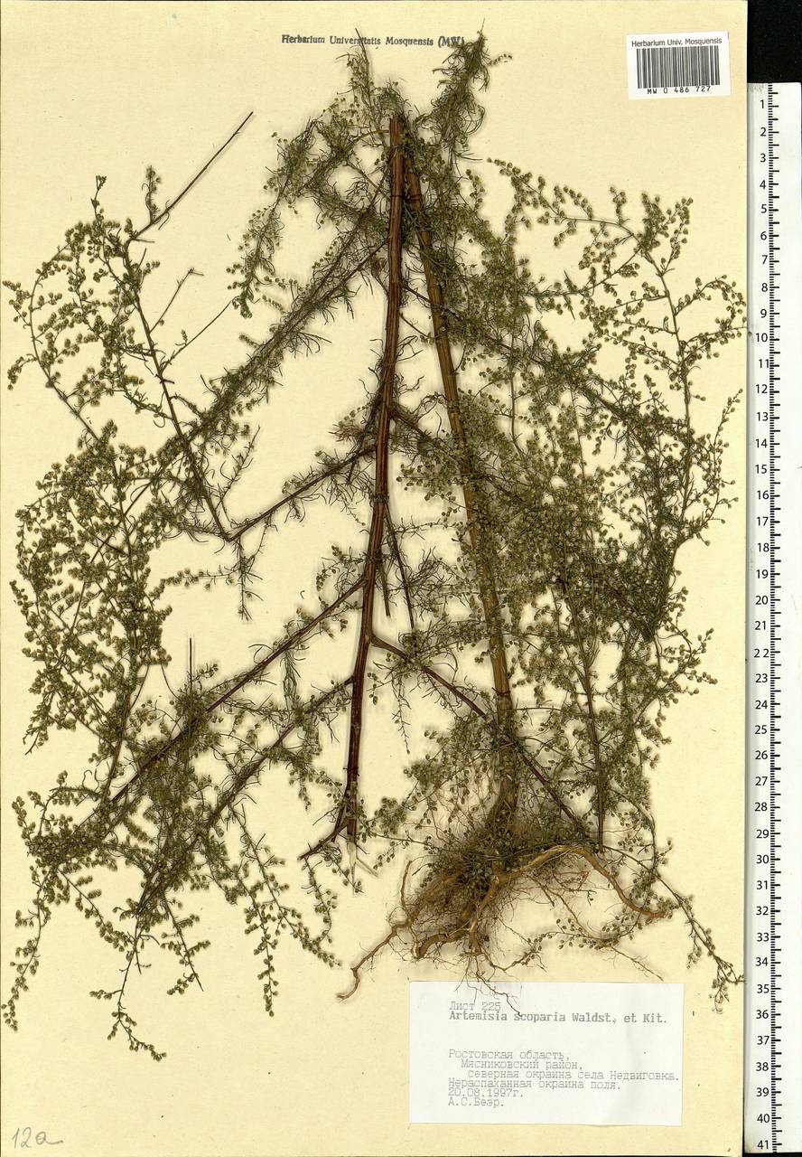 Artemisia scoparia Waldst. & Kit., Eastern Europe, Rostov Oblast (E12a) (Russia)