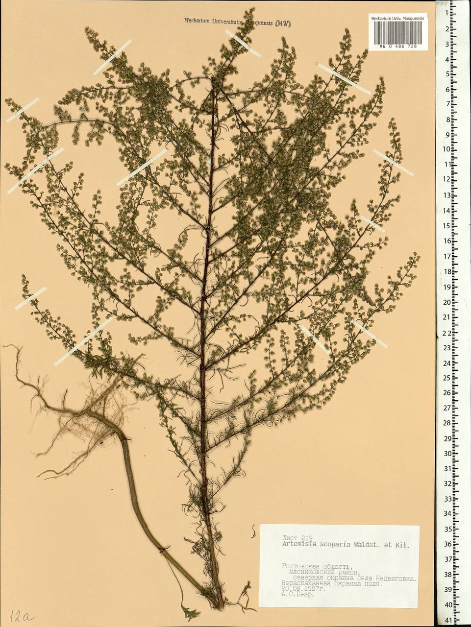 Artemisia scoparia Waldst. & Kit., Eastern Europe, Rostov Oblast (E12a) (Russia)