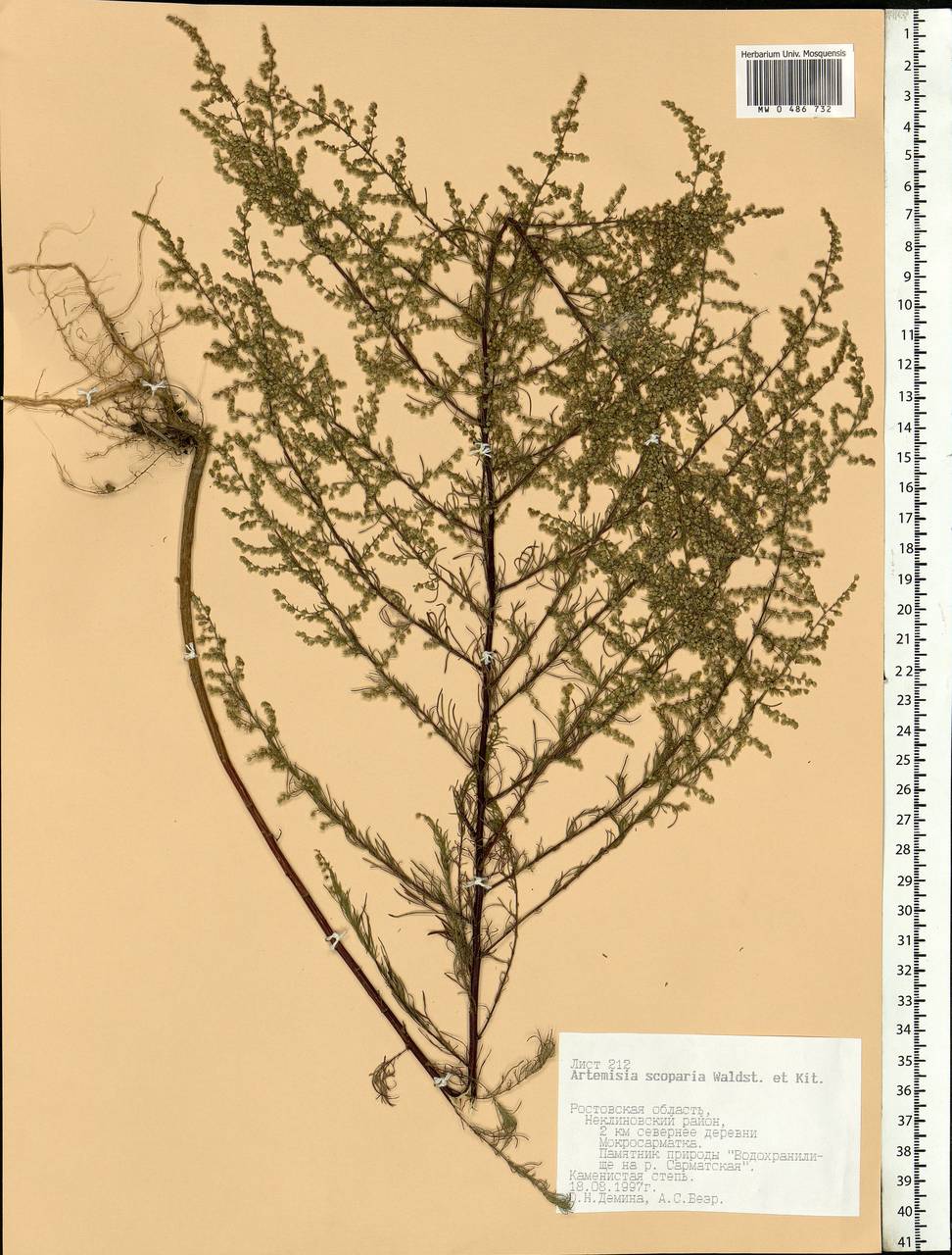 Artemisia scoparia Waldst. & Kit., Eastern Europe, Rostov Oblast (E12a) (Russia)