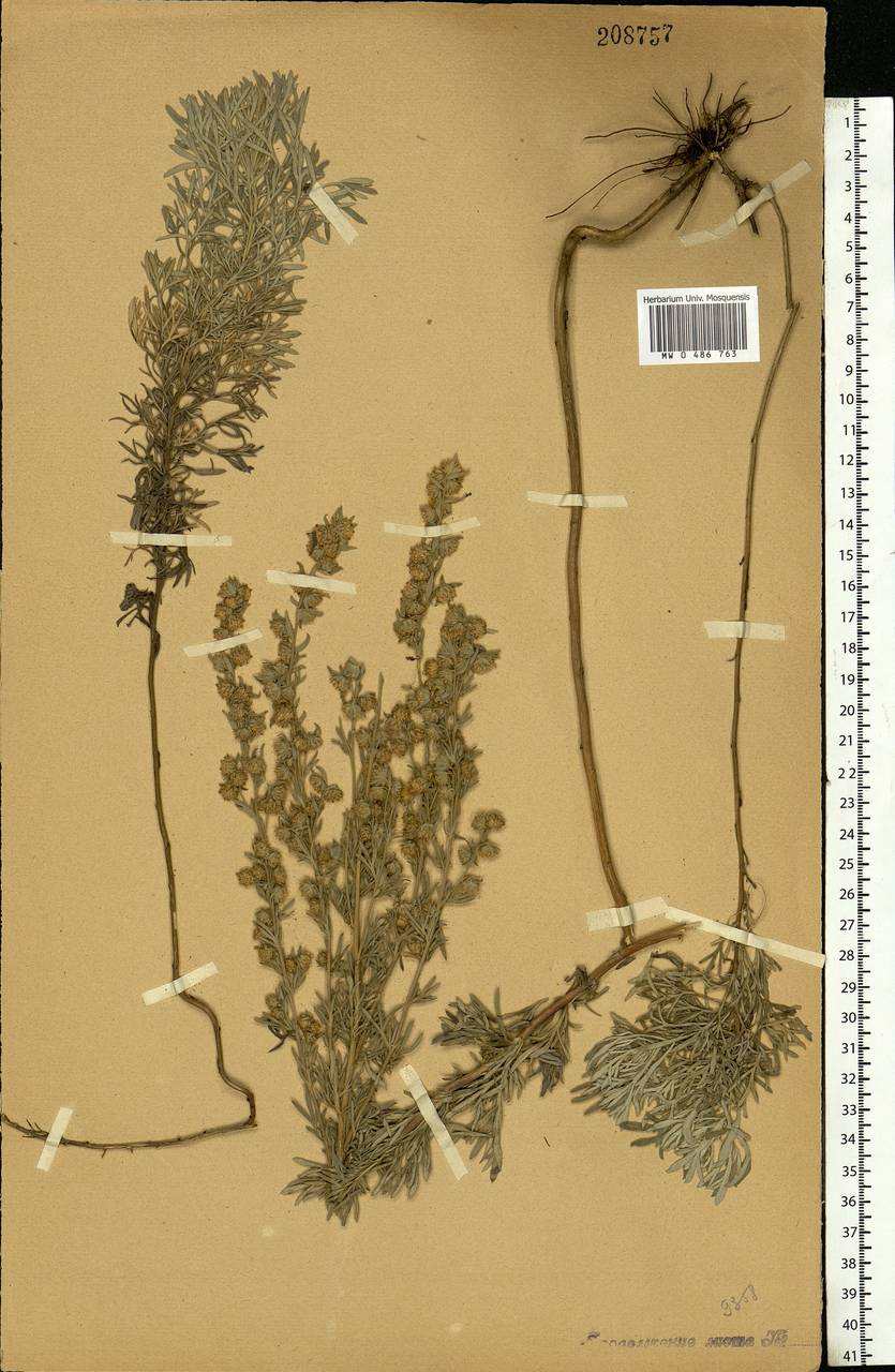 Artemisia sericea (Besser) Weber, Eastern Europe, Central forest-and-steppe region (E6) (Russia)