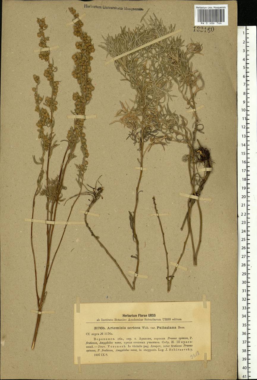 Artemisia sericea (Besser) Weber, Eastern Europe, Central forest-and-steppe region (E6) (Russia)