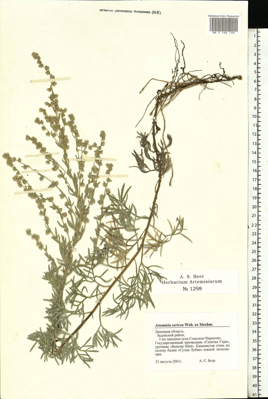 Artemisia sericea (Besser) Weber, Eastern Europe, Central forest-and-steppe region (E6) (Russia)