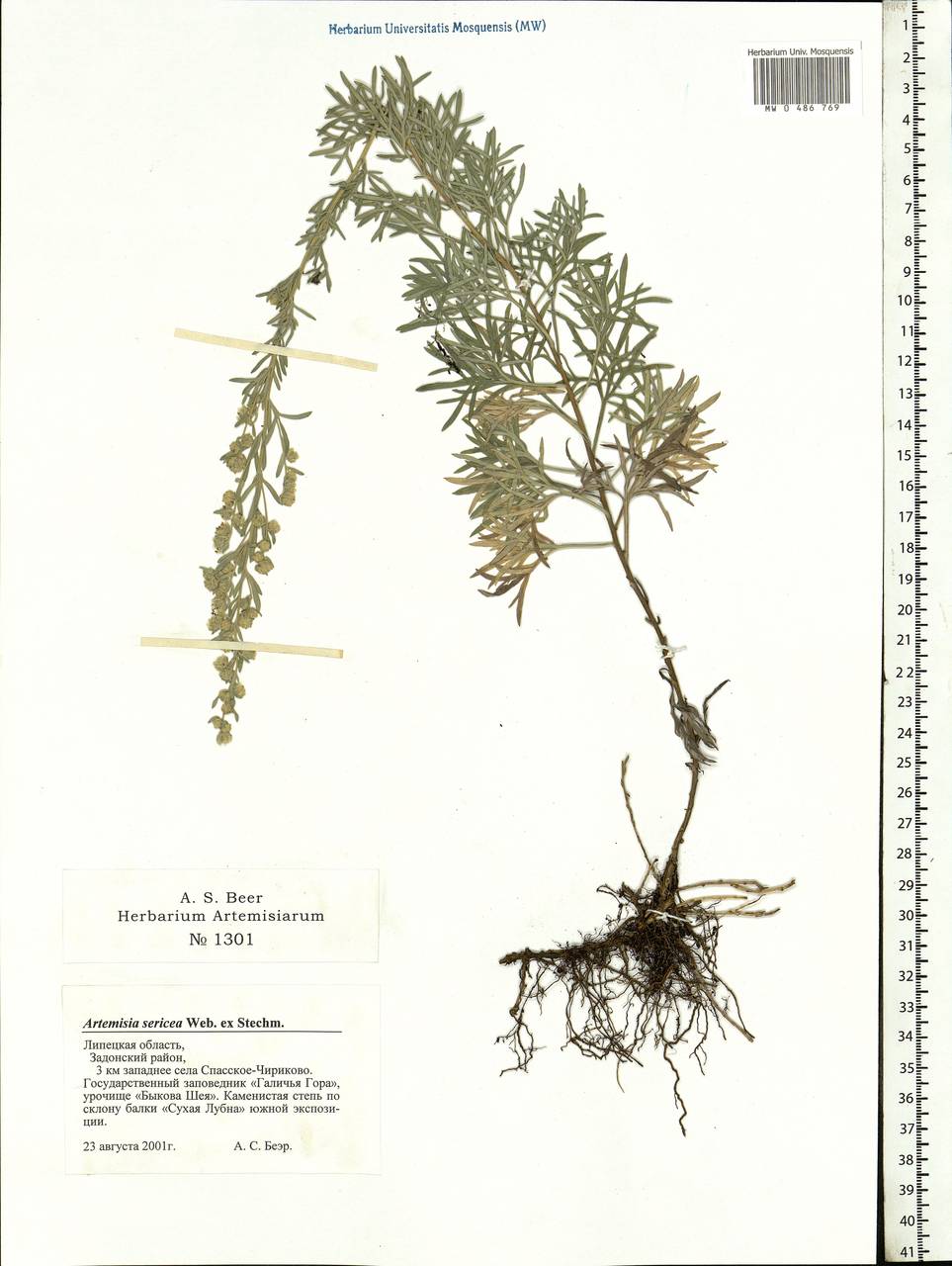 Artemisia sericea (Besser) Weber, Eastern Europe, Central forest-and-steppe region (E6) (Russia)