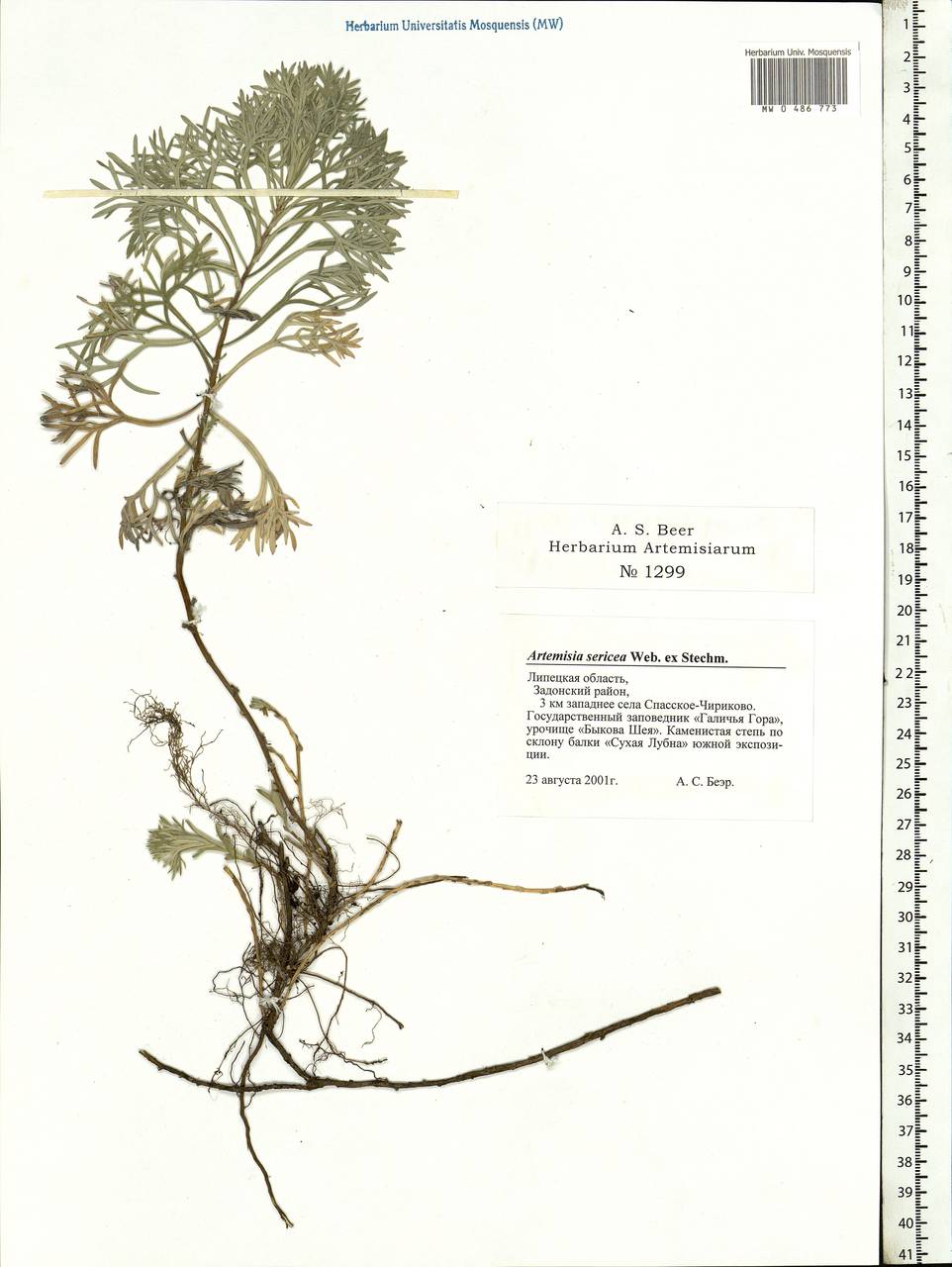 Artemisia sericea (Besser) Weber, Eastern Europe, Central forest-and-steppe region (E6) (Russia)
