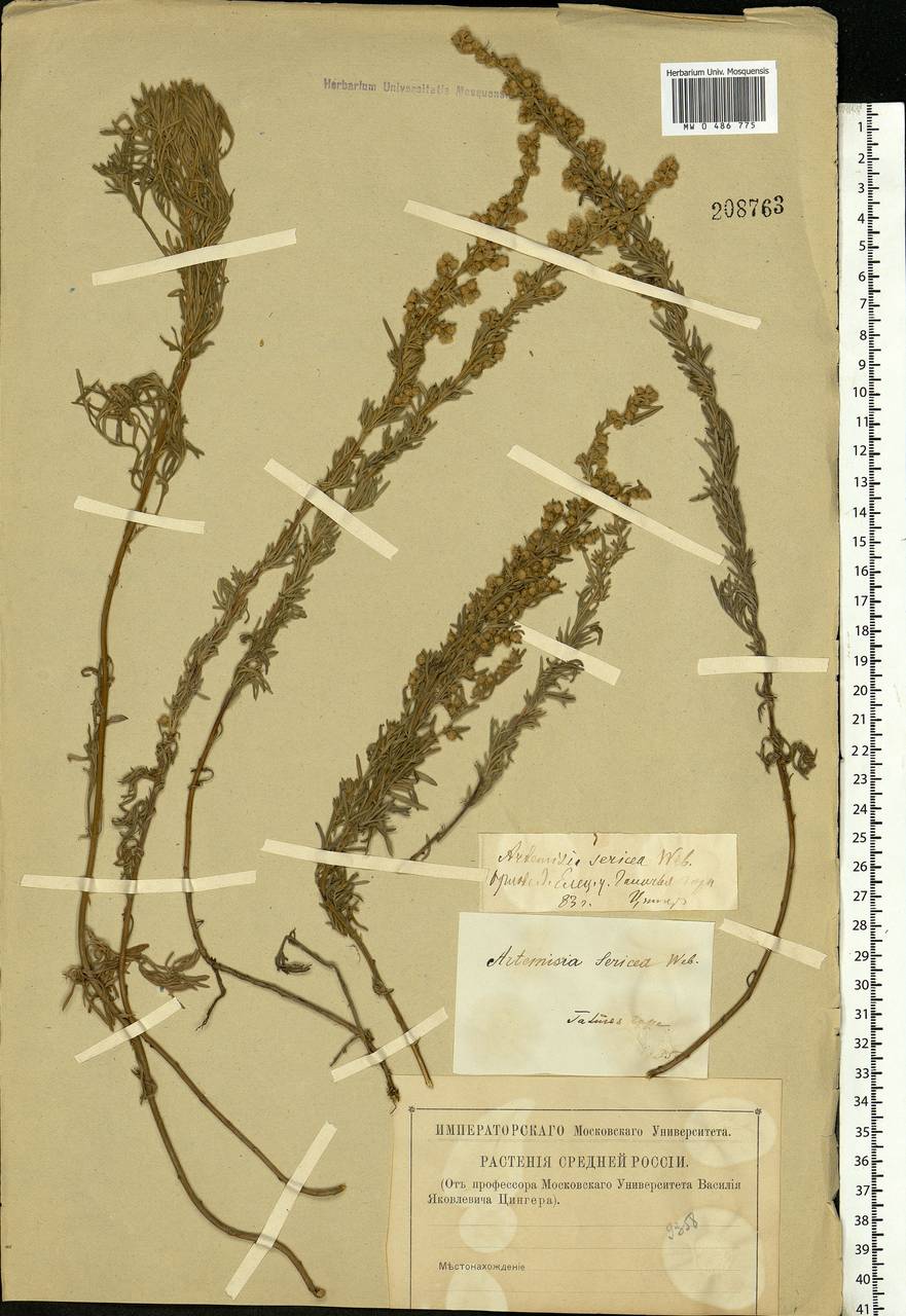 Artemisia sericea (Besser) Weber, Eastern Europe, Central forest-and-steppe region (E6) (Russia)