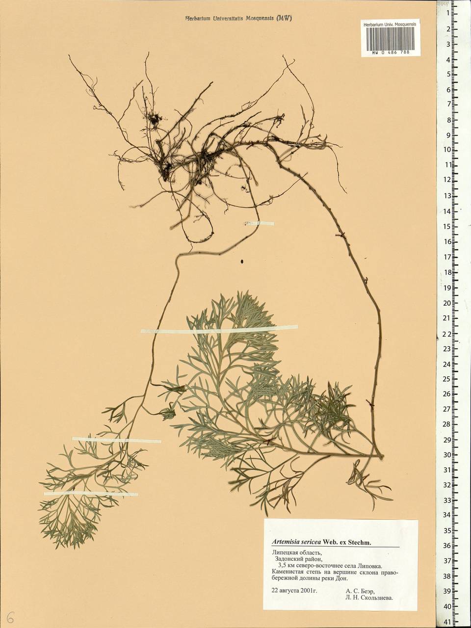 Artemisia sericea (Besser) Weber, Eastern Europe, Central forest-and-steppe region (E6) (Russia)