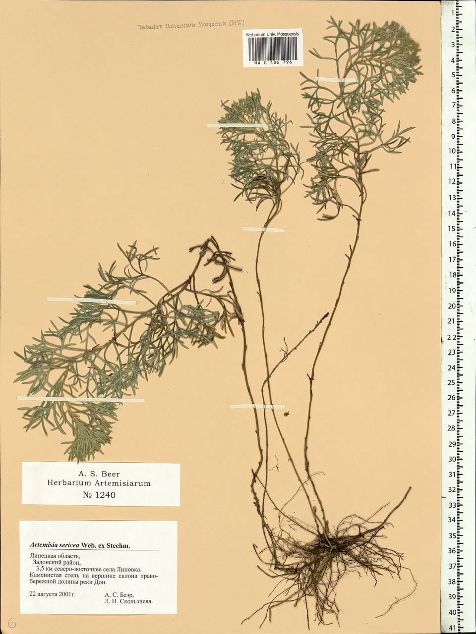 Artemisia sericea (Besser) Weber, Eastern Europe, Central forest-and-steppe region (E6) (Russia)