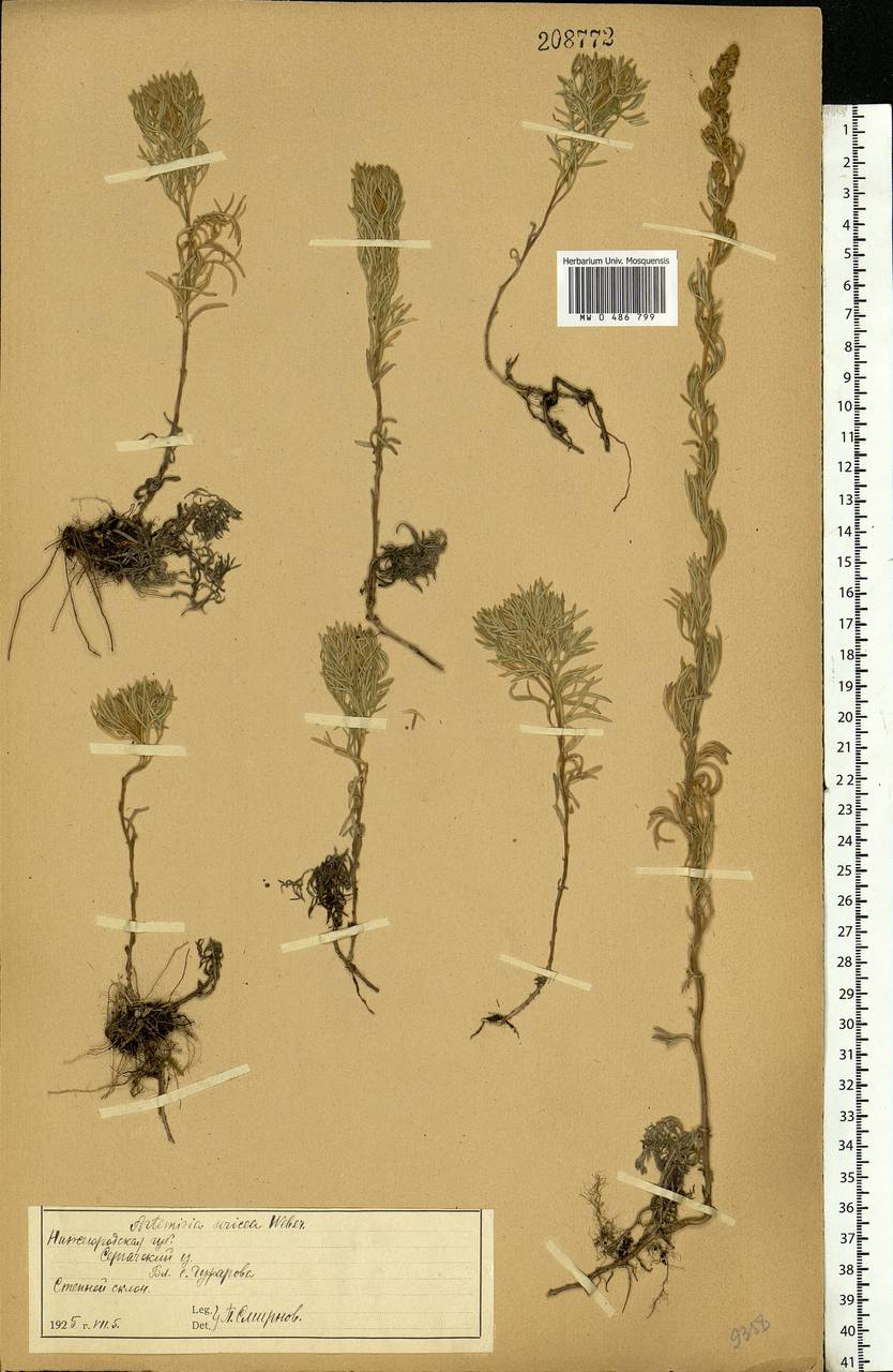 Artemisia sericea (Besser) Weber, Eastern Europe, Volga-Kama region (E7) (Russia)