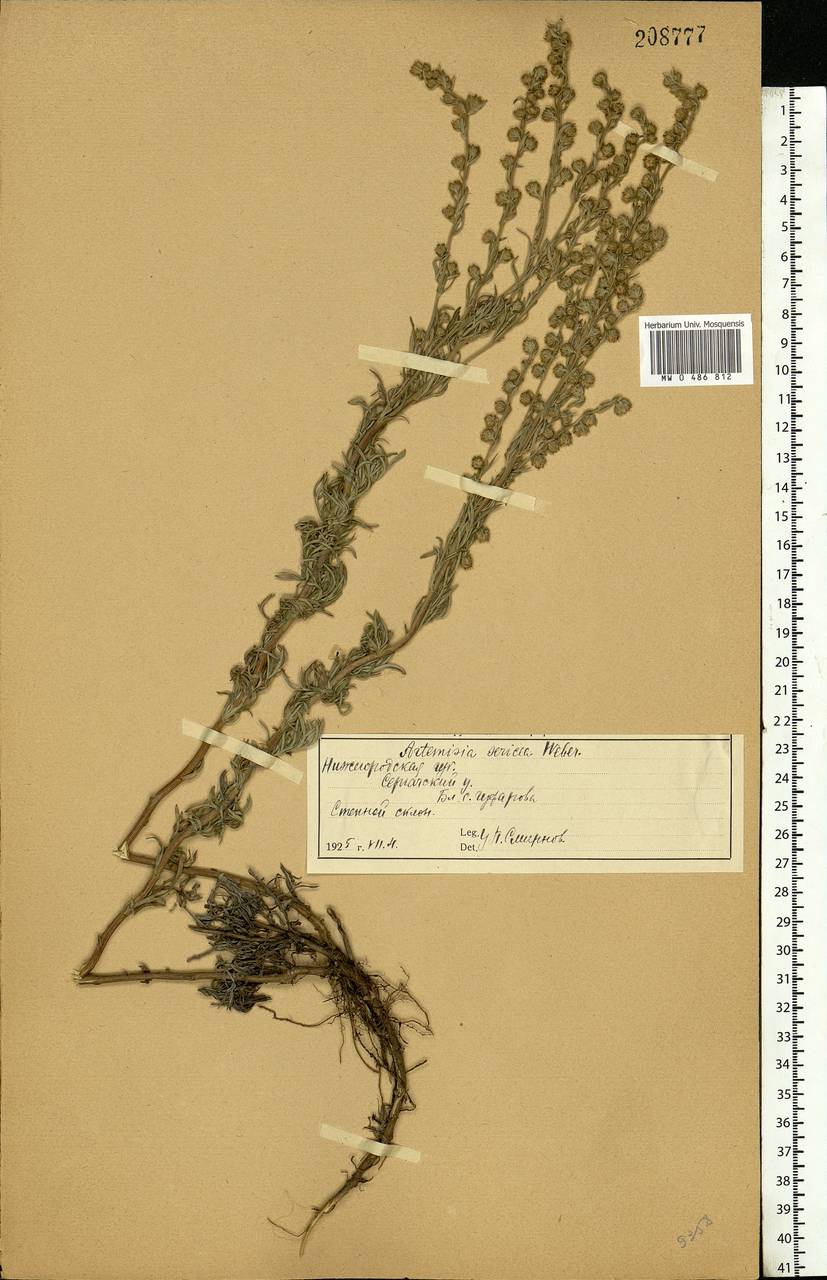 Artemisia sericea (Besser) Weber, Eastern Europe, Volga-Kama region (E7) (Russia)