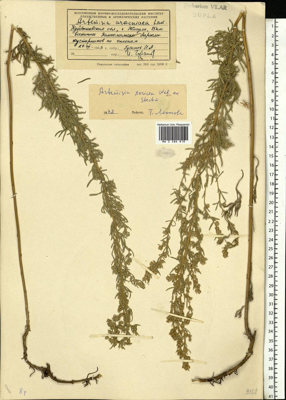 Artemisia sericea (Besser) Weber, Eastern Europe, Middle Volga region (E8) (Russia)