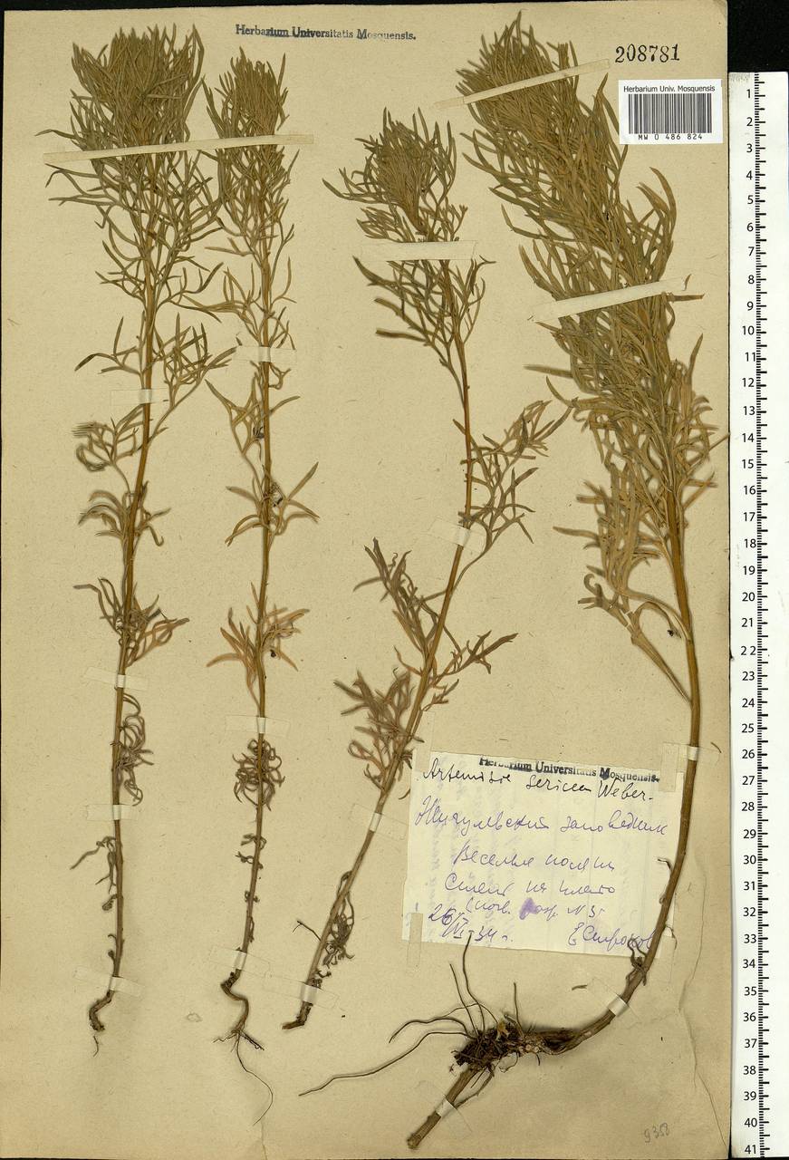 Artemisia sericea (Besser) Weber, Eastern Europe, Middle Volga region (E8) (Russia)