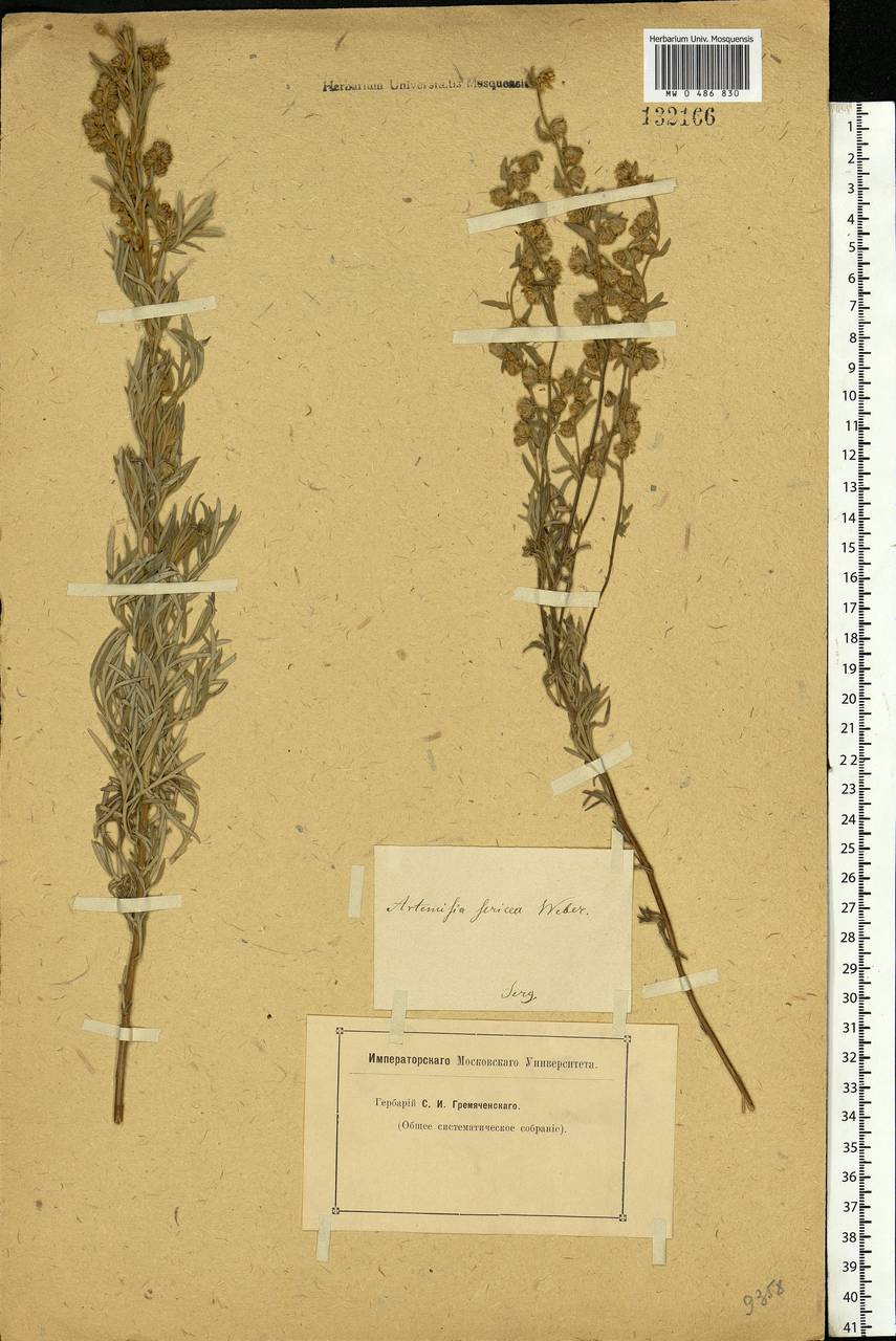 Artemisia sericea (Besser) Weber, Eastern Europe, Lower Volga region (E9) (Russia)