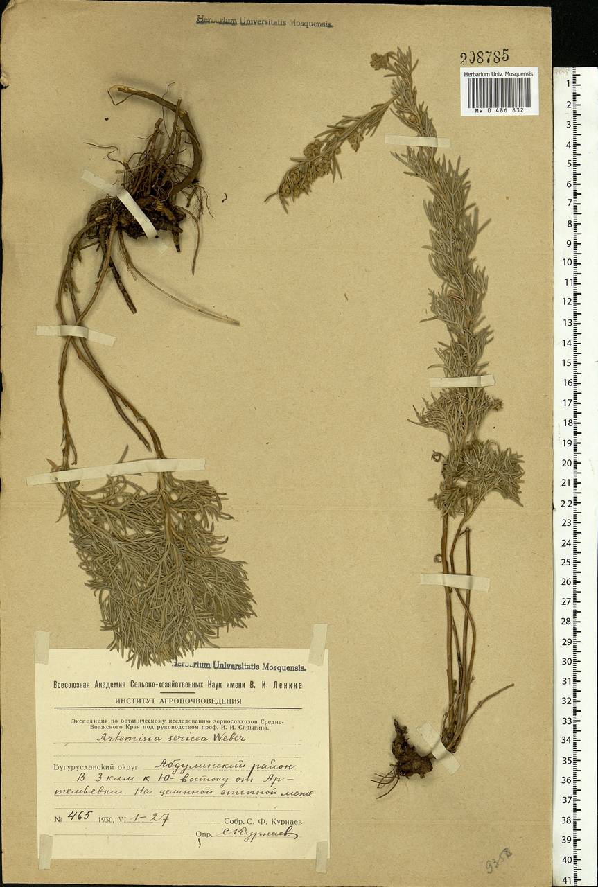 Artemisia sericea (Besser) Weber, Eastern Europe, Eastern region (E10) (Russia)