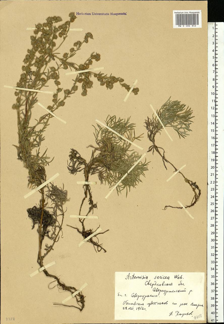 Artemisia sericea (Besser) Weber, Eastern Europe, Eastern region (E10) (Russia)