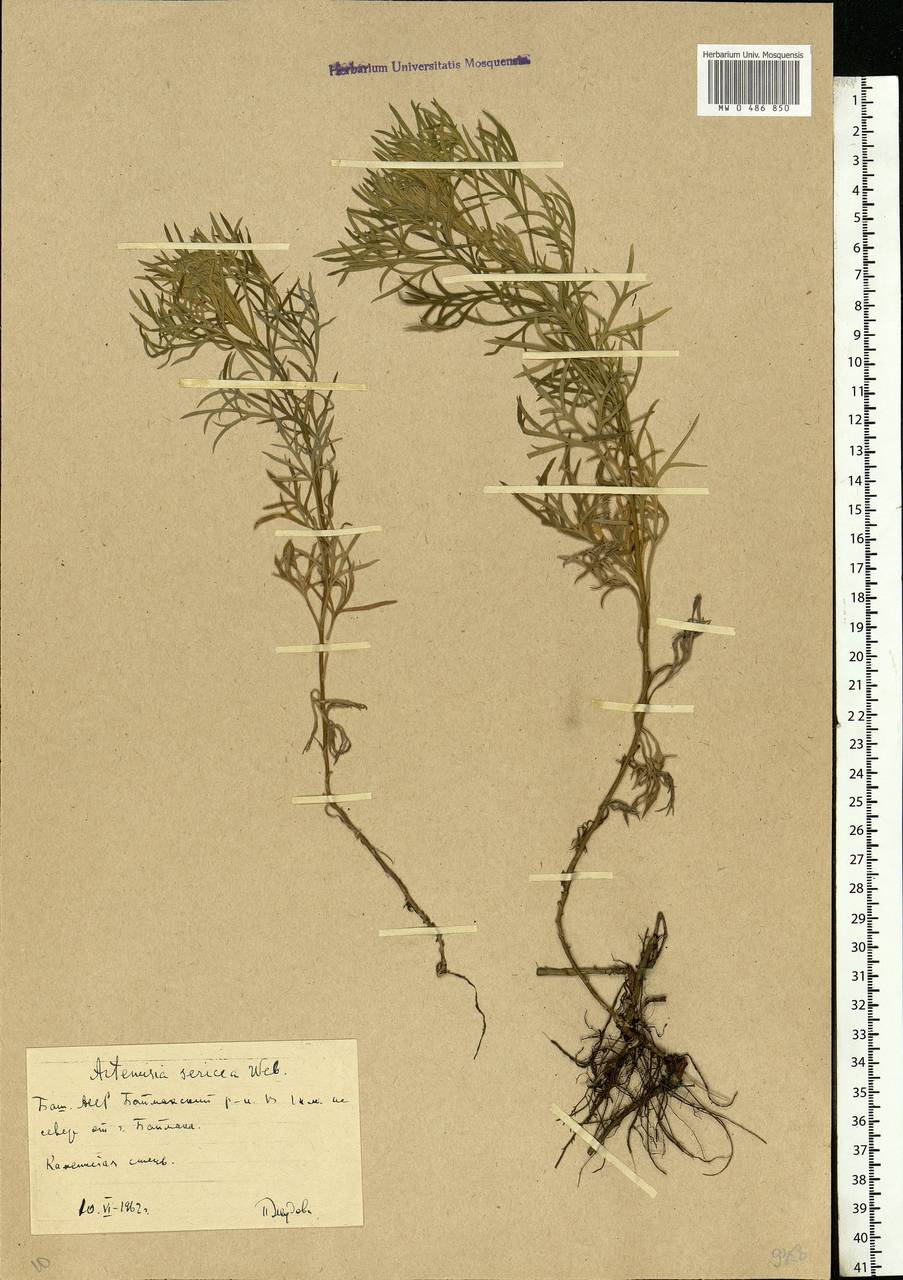 Artemisia sericea (Besser) Weber, Eastern Europe, Eastern region (E10) (Russia)