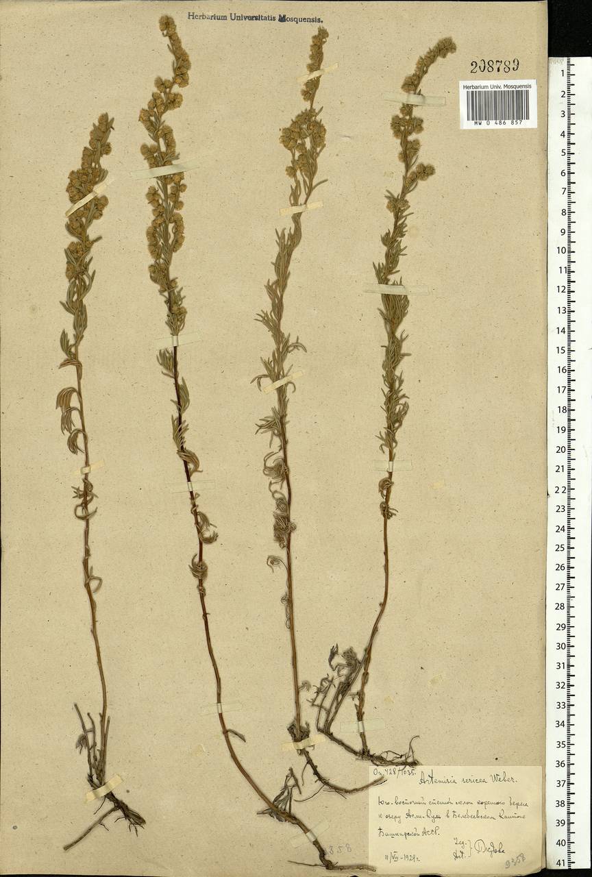 Artemisia sericea (Besser) Weber, Eastern Europe, Eastern region (E10) (Russia)
