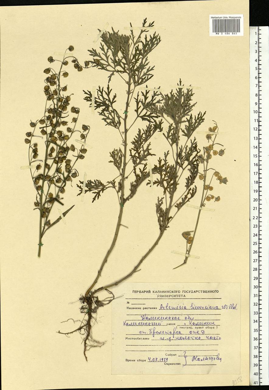 Artemisia sieversiana Ehrh. ex Willd., Eastern Europe, North-Western region (E2) (Russia)